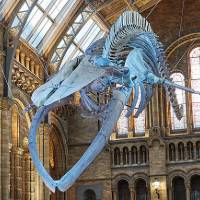Natural History Museum
